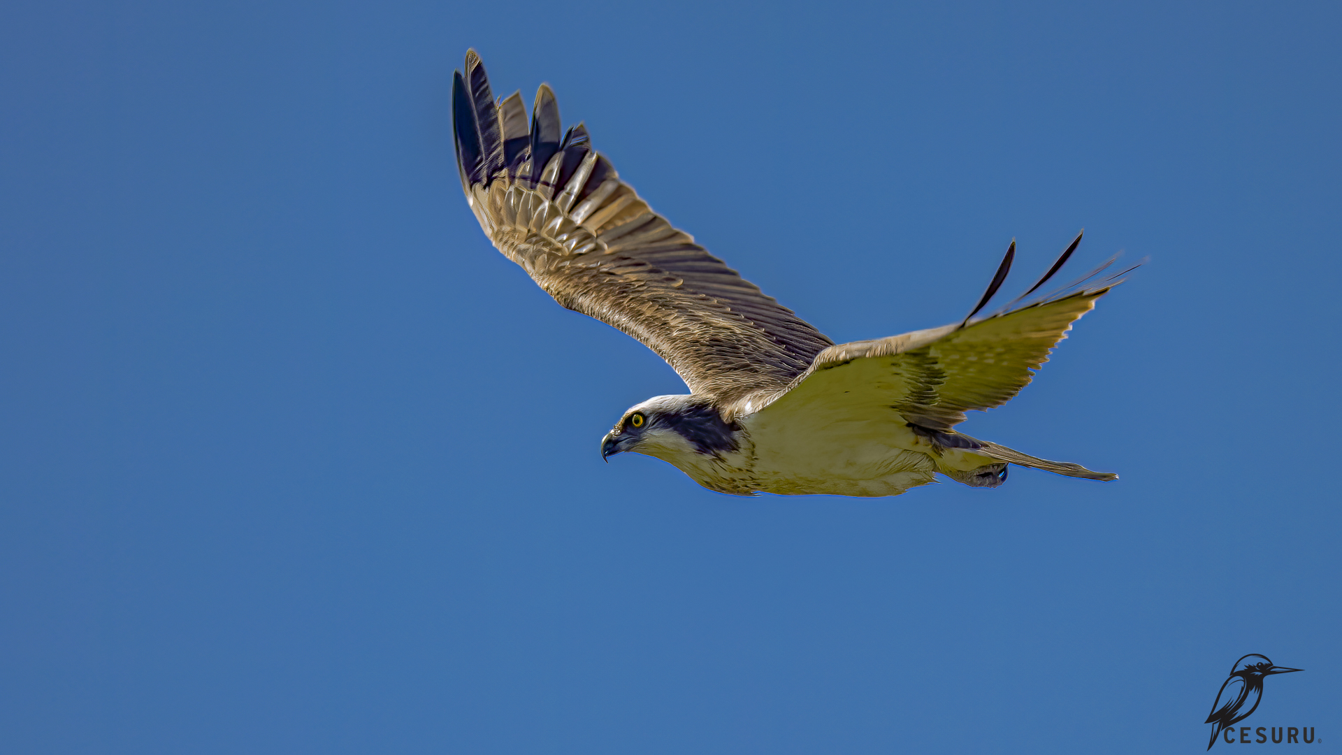 Osprey